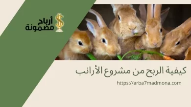 كيفية الربح من مشروع الأرانب
