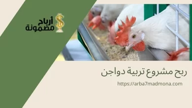 ربح مشروع تربية دواجن