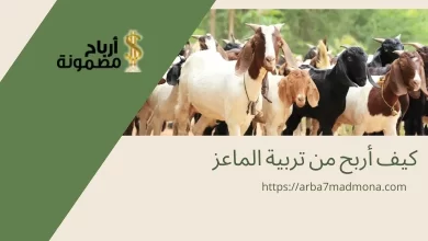 كيف أربح من تربية الماعز