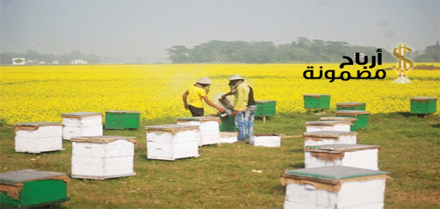 الربح من تربية النحل