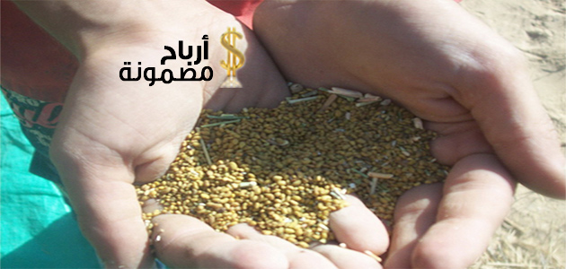 مشروع زراعة البرسيم الحجازى