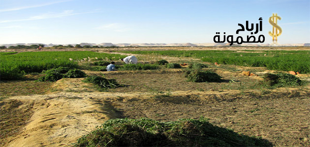 مشروع زراعة البرسيم الحجازى