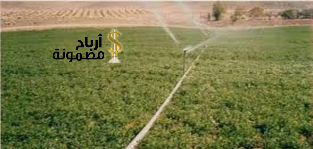 مشروع زراعة البرسيم الحجازى