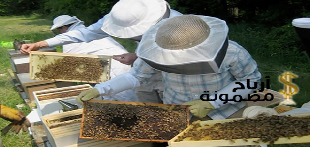 الربح من تربية النحل