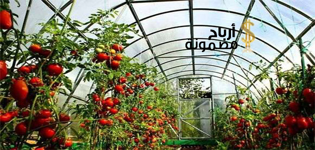 زراعة الطماطم في البيوت المحمية