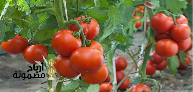 وقت زراعة الطماطم في السعودية