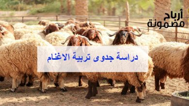 دراسة جدوى تربية الاغنام